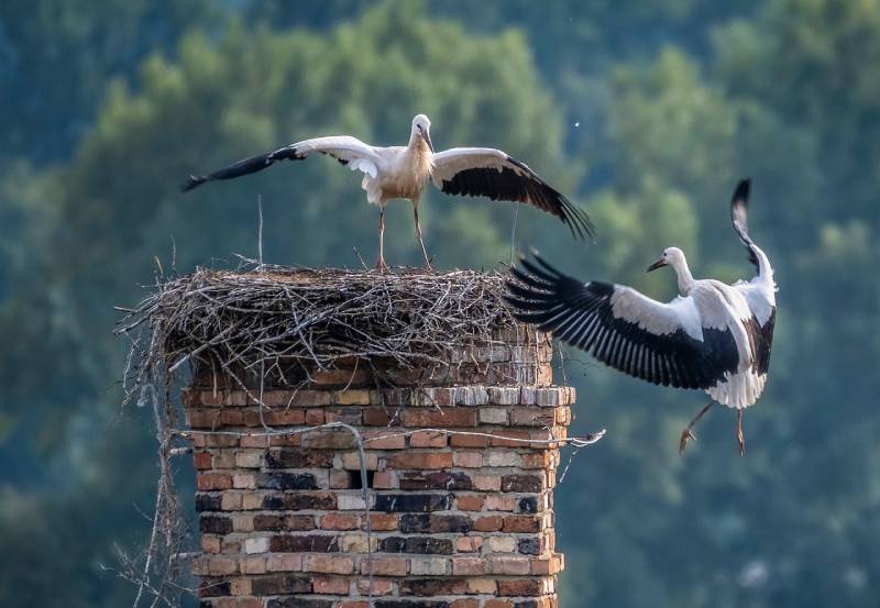 Expert Chimney Animal Removal in Andover, MA Professional Chimney Animal Removal Services in Andover, Massachusetts