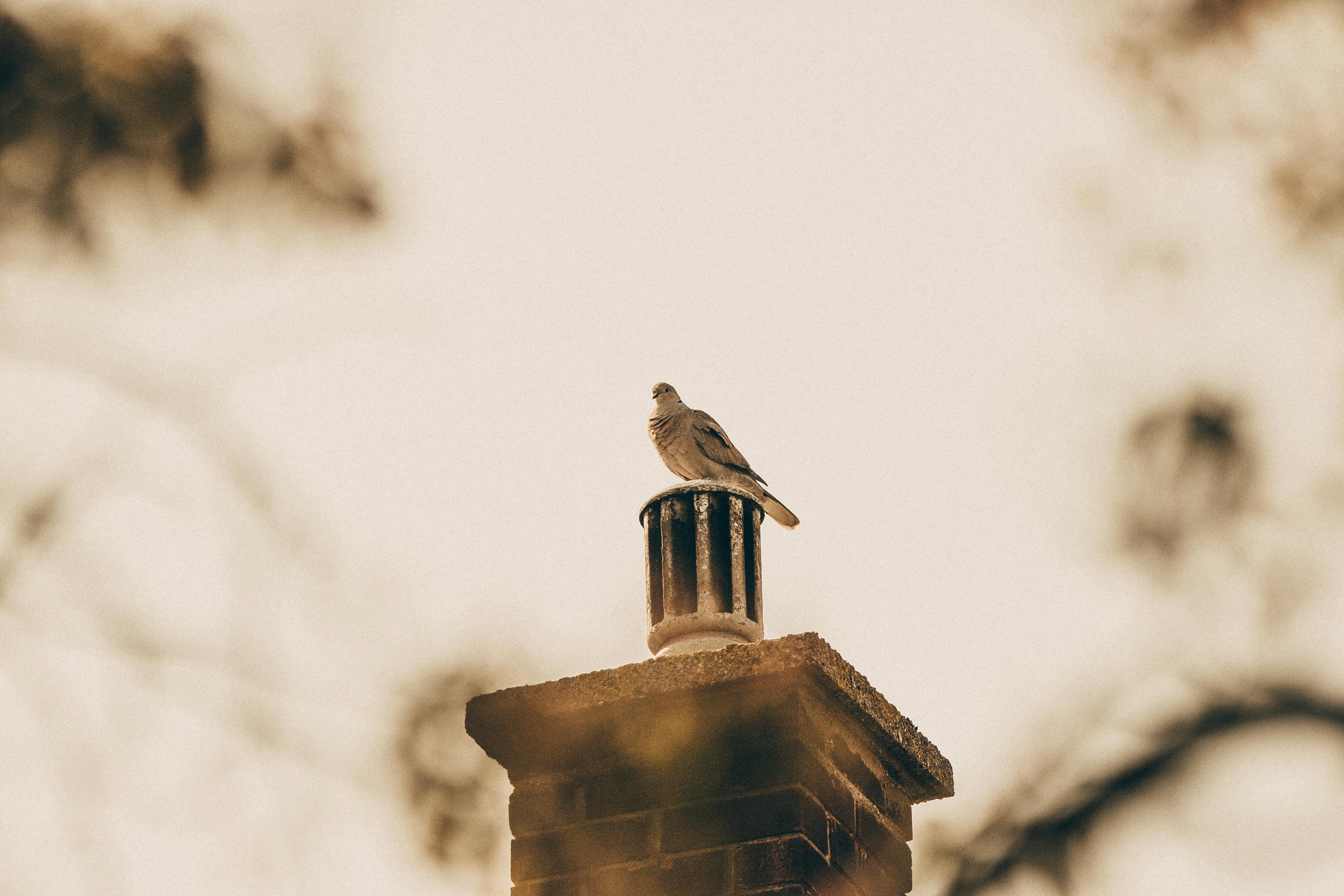 Professional Chimney Cap Installation Services in Andover, MA Expert Chimney Cap Installation in Andover, Massachusetts